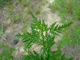 Ambrosia artemisiifolia Ragweed