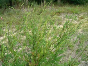 Ambrosia artemisiifolia Ragweed
