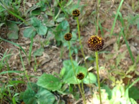 Helianthus radula Rayless Sunflower