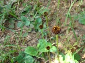Helianthus radula Rayless Sunflower