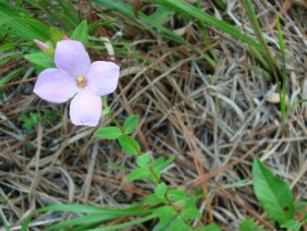 Rhexia petiolata Fringed Meadow Beauty