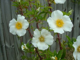 Rosa laevigata, Cherokee Rose