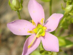 Sabatia angularis Rose Pink
