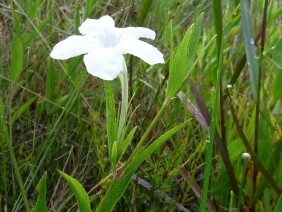 Ruellia noctiflora Nightflowering Wild Petunia