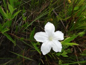Ruellia noctiflora Nightflowering Wild Petunia