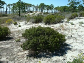 Ceratiola ericoides Sand Heath