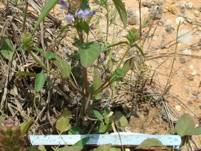 Selfheal Prunella vulgaris