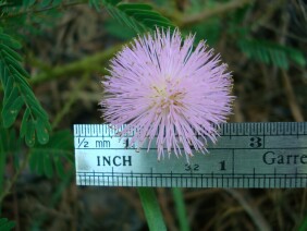 Sensitive Briar Mimosa microphylla Schrankia microphylla