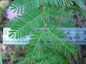 Sensitive Briar Mimosa microphylla Schrankia microphylla