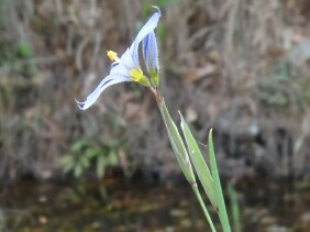 Sisyrinchium angustifolium Narrowleaf Blue-eyed Grass