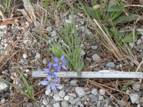 Sisyrinchium angustifolium Narrowleaf Blue-eyed Grass