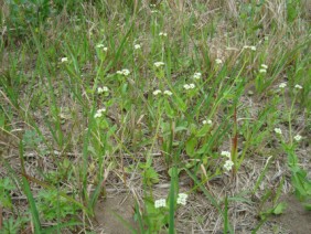 Paronychia erecta Square Flower
