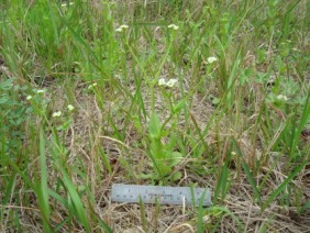 Paronychia erecta Square Flower