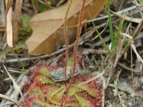 Drosera brevifolia Dwarf Sundew