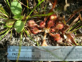 Drosera capillaris Pink Sundew