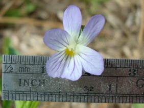 Viola bicolor, Field Pansy