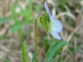 Viola bicolor, Field Pansy