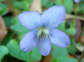 Viola floridana Common Blue Violet