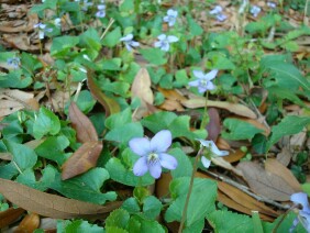 Viola floridana
