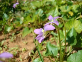 Viola floridana