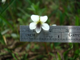 Viola lanceolata Bog White Violet