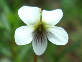 Viola lanceolata Bog White Violet