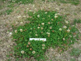 Trifolium repens White Clover