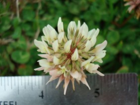 Trifolium repens White Clover